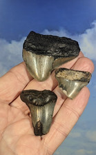 Megalodon juvenile shark - megalodon,
