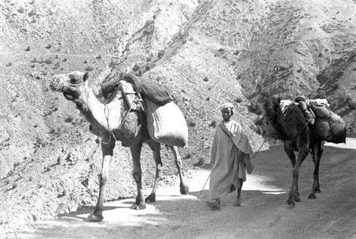 Caravan camels morocco - caravan,