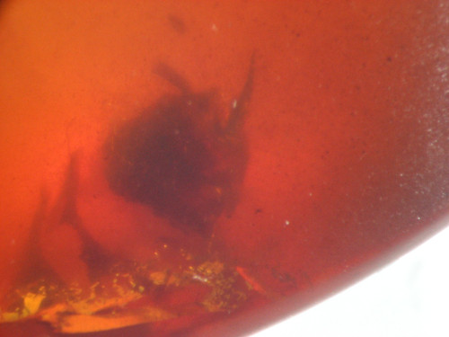 Cretaceous amber fossil - amber,
