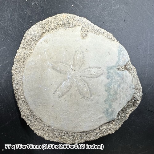 Large echinoid fossil