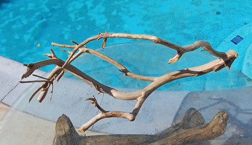 Large driftwood manzanita - large,