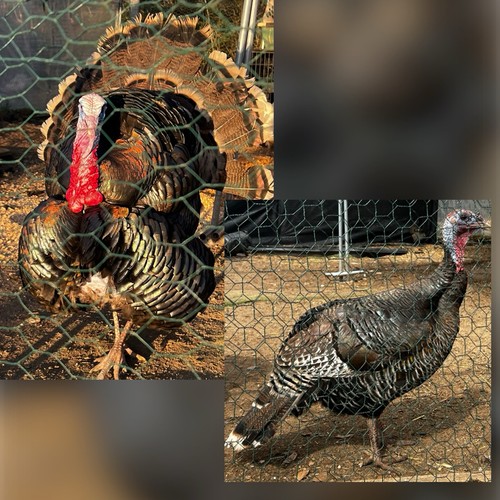 Eastern wild turkey hatching - wild,