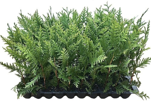 Thuja green giant - thuja,