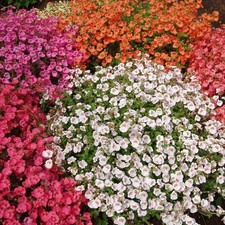 Diascia Bedding Plants 6 Pack