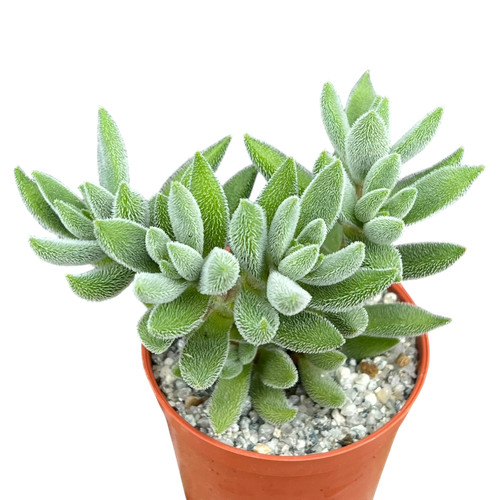 Crassula surprise party uk - -,