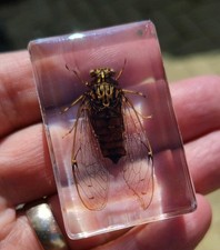 Real Cicada Flying Bug Insect