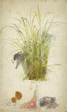 Botanical Study Long Grasses
