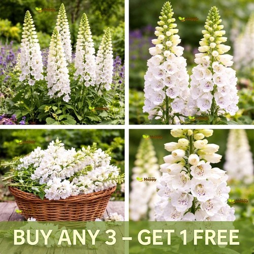 Foxglove white 000 seeds - 5,