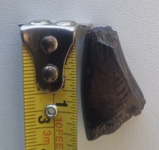 T Rex premaxilliry tooth  approximately 1.2 inches. 