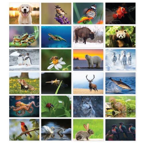 Pack british wildlife - 24,