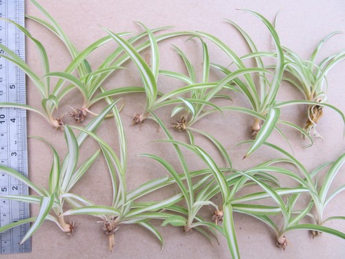 Baby spider plants - 12,