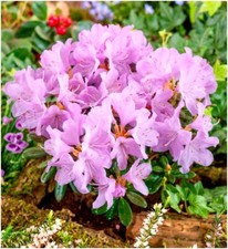Dwarf Rhododendron Japonica 'Snipe' | Evergreen Shrub | Pot Plant