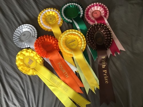 Horse show rosettes - horse,