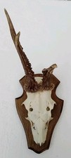 Roe Deer/Buck Skull/Antlers - Capreolus capreolus - Taxidermy