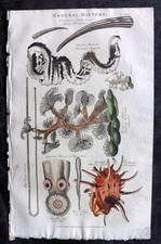 Good 1813 Hand Col Print. Elephant Dentalium, Tape Worm, Tubalaria etc 175