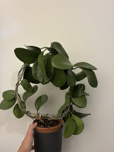 Hoya cuttings fresh cut - hoya,