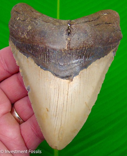 Megalodon shark tooth - megalodon,