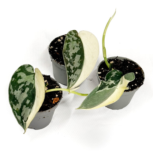 Scindapsus mayari variegata - scindapsus, 'mayari'