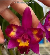 Last 2! Cattleya Hawaiian Splash 'Lea' Orchid Plant