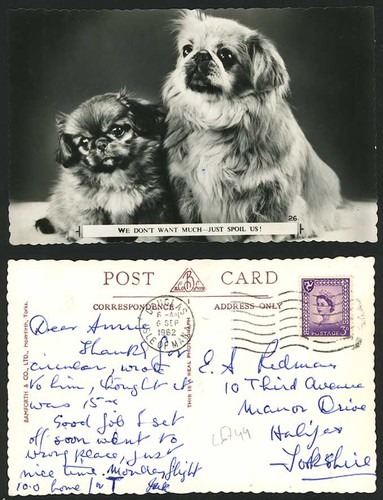 Pekingese dogs puppies - puppies, we
