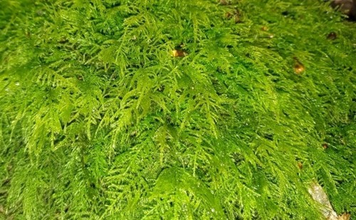 Live fern moss - fern,