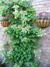 50 CLIMBING HYDRANGEA Anomala Petiolaris Vine Flower Seeds