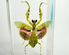 Flower Mantis In Resin