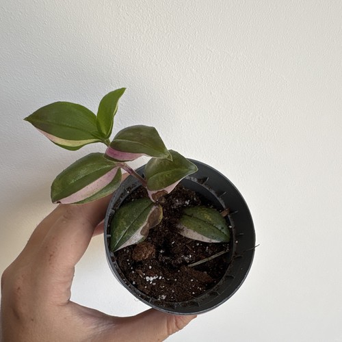 Tradescantia nanouk rooted - tradescantia,
