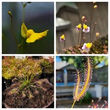 CARNIVOROUS PLANT 4 PACK-