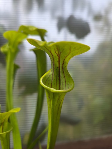 Sarracenia doreen colossus - sarracenia, 'doreen's