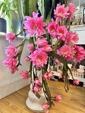 Epiphyllum Giant Empress