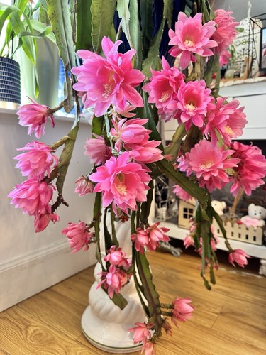 Epiphyllum giant empress - giant,