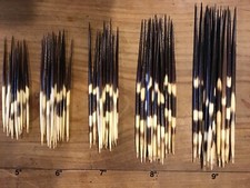 Porcupine Quills sizes 5-9" -