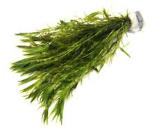 Guppy Grass Najas Guadalupensis Bunch Live Aquarium Plants Shrimp Livebearer Fry