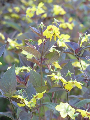 Lysimachia ciliata firecracker - lysimachia,
