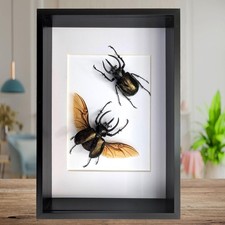 Framed Chalcosoma atlas set