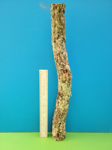 Cork bark branch 55cm - bark,