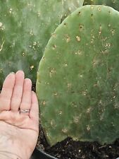 Huge spineless prickly pear cactus Plant Pad in pot some have new growth startin