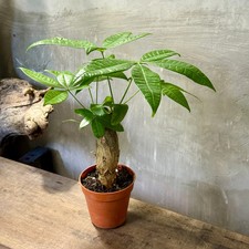Pachira Aquatica Money Tree