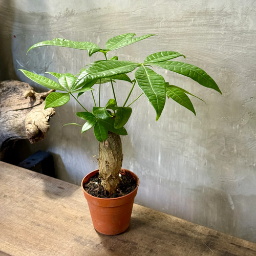 Pachira aquatica money tree - money,