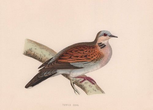 Turtle dove morris british - dove., morris's