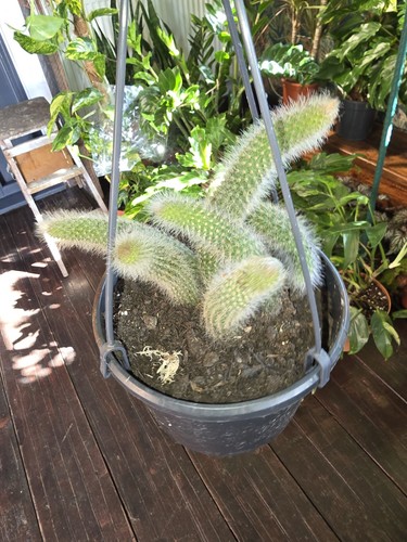 Monkey tail cactus a - monkey, in