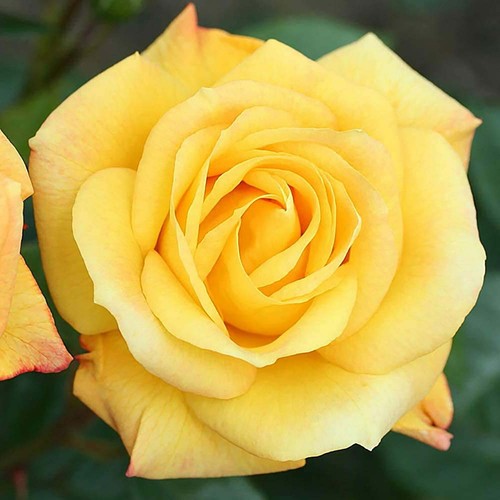Rose bush arthur bell 3l - rose,