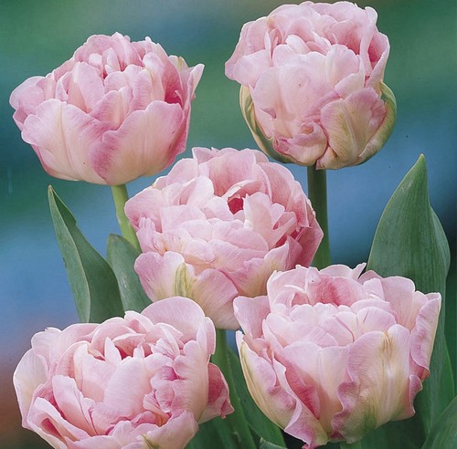 10x angelique tulip bulbs - 10x,