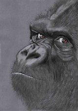 Original coloured pencil artwork art picture Cheeky silverback Gorilla ape  