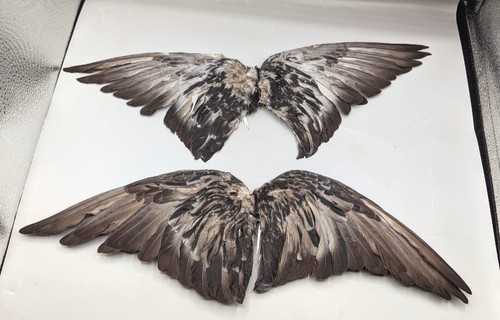 Taxidermy voodoo crafting - taxidermy,,