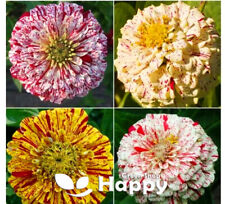 ZINNIA CANDY STRIPE DOUBLE - 150 SEEDS - Zinnia elegans DROUGHT TOLERANT FLOWER