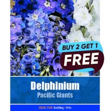 Delphinium Pacific Giants Seeds- 40 Seeds Garden Plant Pots Tubs