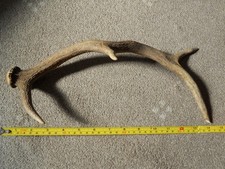 DEER ANTLER