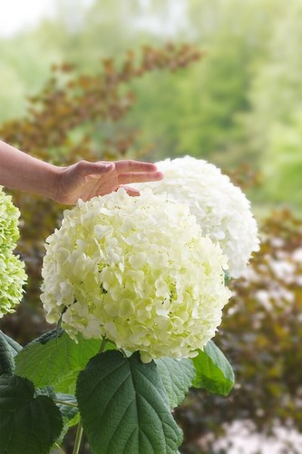 Suttons hydrangea hardy - suttons,